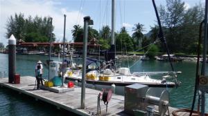 Camomile on the fuel pontoon