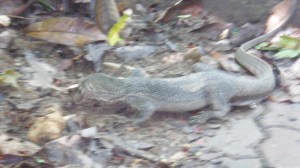 Watching the monitor lizard