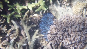 Many colourful clams