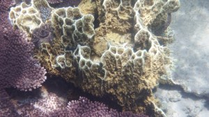 I love the shapes in this hard coral