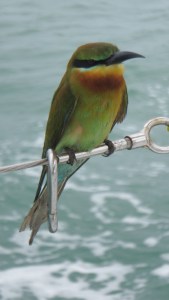 Blue tailed bee catcher