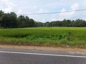 Green scenery passing by