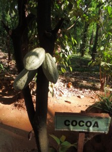 They were growing cocoa