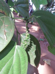 These little seeds are peppercorns.