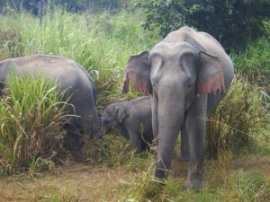 Managed to get a shot of one of the babies