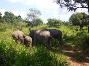 A group of the herd munching on the grass