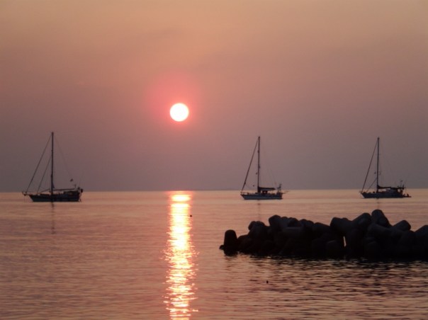 Inspiration Lady, Camomile and Tintin in the evening sunset