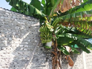 Beautiful banana tree.