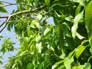 Mangos beginning to ripen.