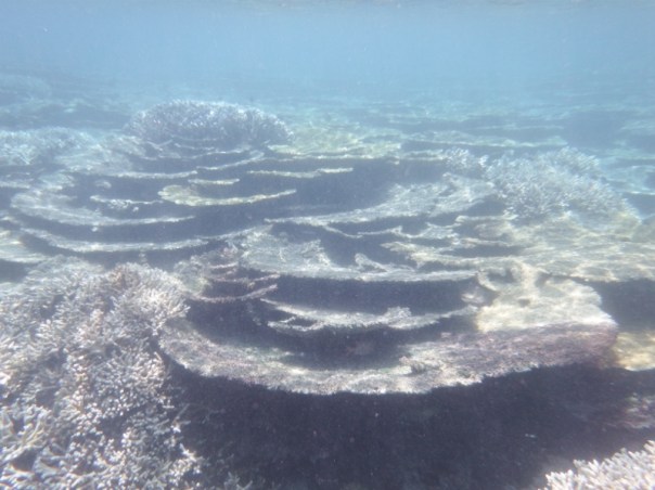 The plate coral was the best we've seen since Fiji