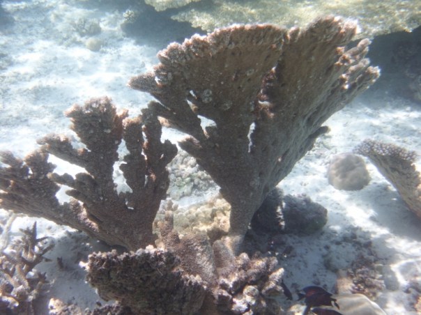 More hard coral