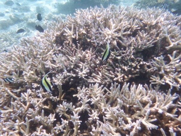 Lots of stag coral too. Spot the Angel fish.