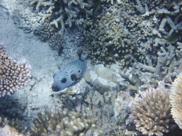 A puffer fish