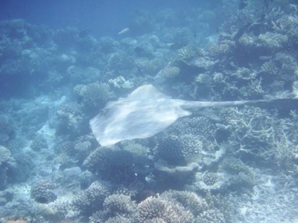 A large stingray