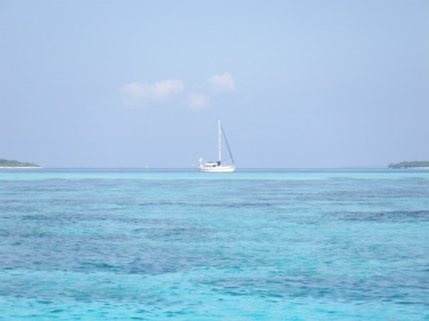 Camomile across the reef.