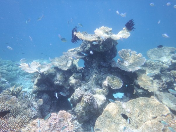 Last coral picture. Looks like a sea monster with horns.