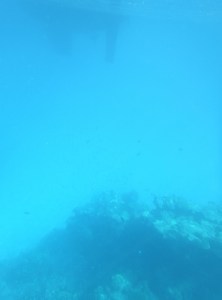 The bommie below the rudder