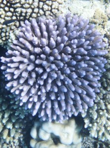 Beautiful lavender coloured coral