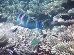 Beautiful iridescent blue parrot fish