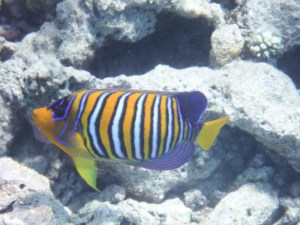 A Royal Angelfish