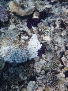 More crown of thorns