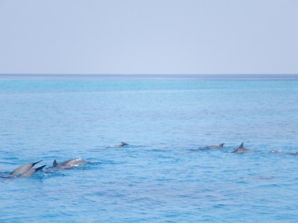 Dolphins