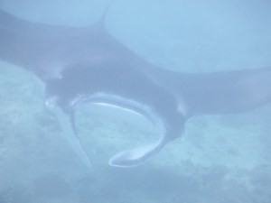 Manta ray