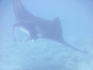 Manta ray