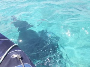 A manta under the dinghy