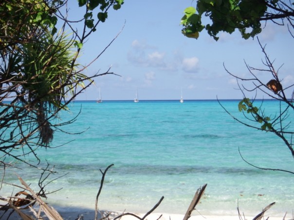 Tintin, camomile and Norsa off Rasfari island.