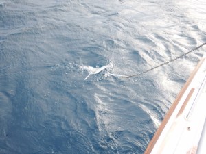 Hurray here comes the anchor