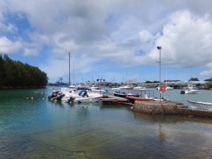 Camomile out in the bay