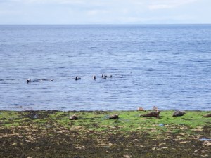 Watching the seals