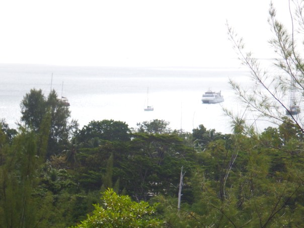 Little Camomile in the middle