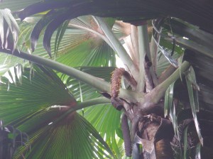 The huge male catkin