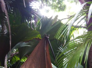 Bulbul birds sitting on top of the brown palm