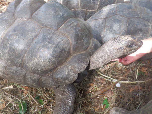 One of the lovely old tortoises having his neck stroked