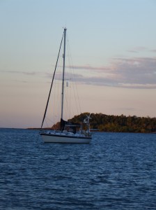 Camomile in the evening light