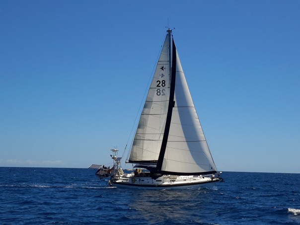 Camomile sailing along