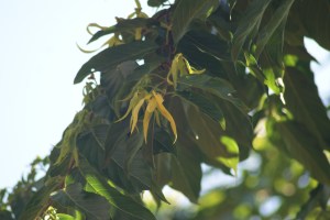 Ylang ylang flowers