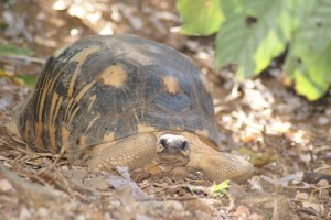 Giant tortoise