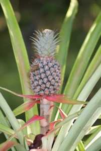 wild pineapple