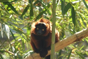 The beautiful lemurs