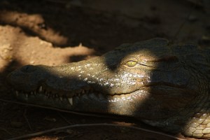 A Crocodile 