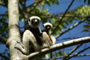 More Sifakas