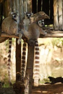Ring tailed lemurs