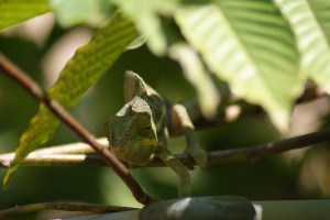 Another chameleon 