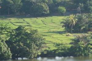 Looking down on the rice paddy fields