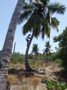 Once in the coconut plantation one of them climbed a tree and cut down coconuts for everyone