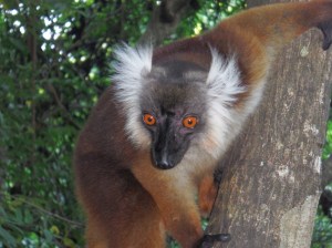 Male brown lemur